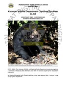 Kelantan Wildlife Department Captures Sun Bear In Jeli(30 October 2023-New Straits Times)