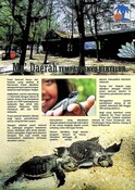 Artikel : Ma Daerah Tempat Penyu Bertelur