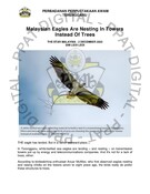 Malaysian Eagles Are Nesting In Towers Instead Of Trees(2 Dec 2023-The Star)