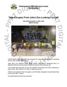 Tapir Escapes From Johor Zoo Looking For Calf (6 April 2024-The Star)
